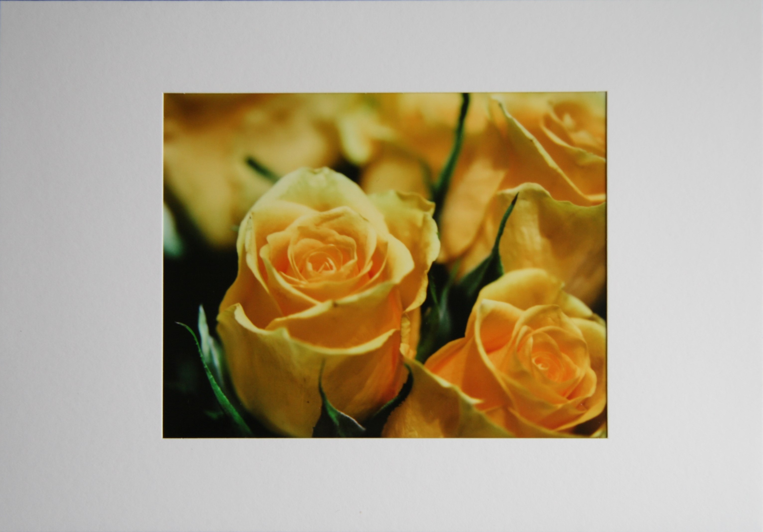 Yellow Roses