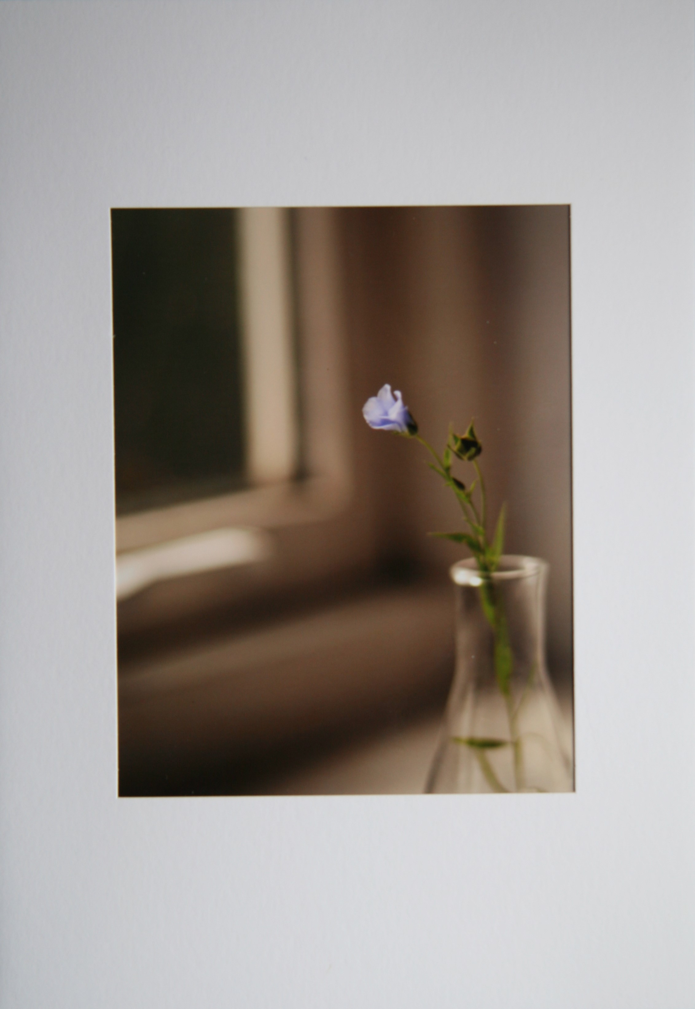 Blue Flower